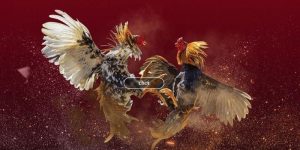 Vòng knock-out trong đá gà